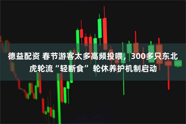 德益配资 春节游客太多高频投喂，300多只东北虎轮流“轻断食” 轮休养护机制启动